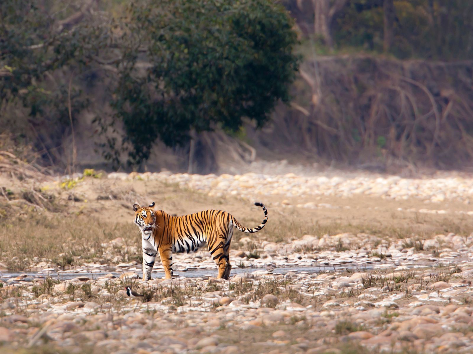 Chitwan Jungle Safari